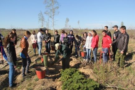 В Заволжье появилась «Аллея, посаженная Волонтёрским центром #ЧувГУ»